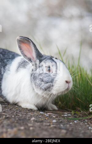 Portrait of a cute dutch rabbit, adorable bunny, bokeh background Stock Photo