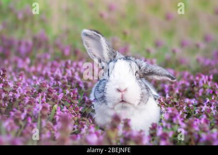 Adorable dutch rabbit outside, bunny sitting in a purple flowers Stock Photo