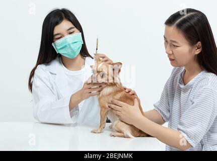 vet doctor is examining the dog and treating it by injecting medicine in clinic with the pet owner next to it. pet care concept Stock Photo