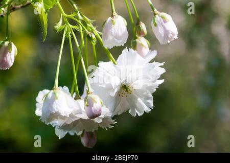 Spring blossom on an ornamental cherry tree, Prunus japonica. Stock Photo