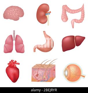 Human Internal Organs . Contains cons as brain, liver, heart, eye and more. Stock Vector