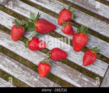 Freshly picked strawberries shot from above on a wooden rack Stock Photo