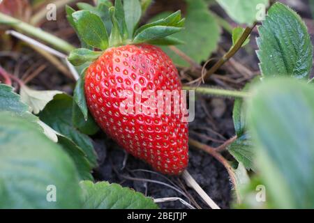 A fully ripe garden strawberry growing in a strawberry patch Stock Photo