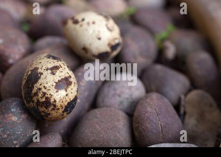 Quail eggs photographed against pebbles in a location setting Stock Photo