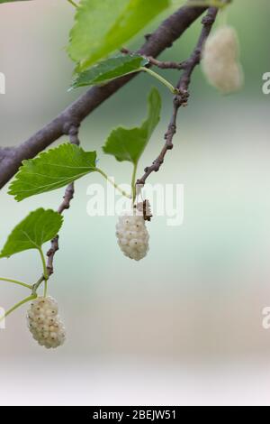 Fresh white discount mulberry