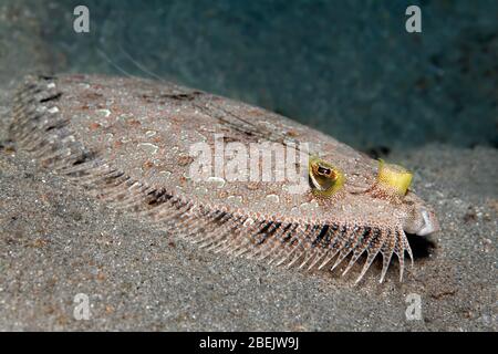 Leopard flounder (Bothus pantherinus), on sandy ground, Red Sea, Jordan Stock Photo