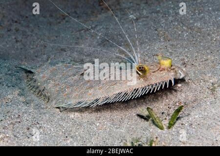 Leopard flounder (Bothus pantherinus), on sandy bottom, Red Sea, Jordan, Asia Stock Photo