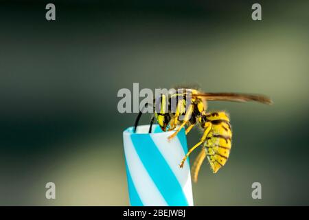 German wasps (Vespula germanica), on drinking straw, Germany Stock Photo