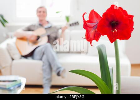 Man singing and playing guitar while sitting on a couch in a bright living room at home - focus on the amaryllis in the foreground Stock Photo