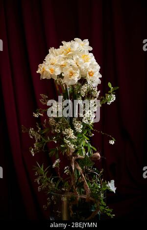 Daffodils and spirea Bridal veil/bush display in vase with dark , burgundy/wine coloured background.  Studio set up and lighting Stock Photo
