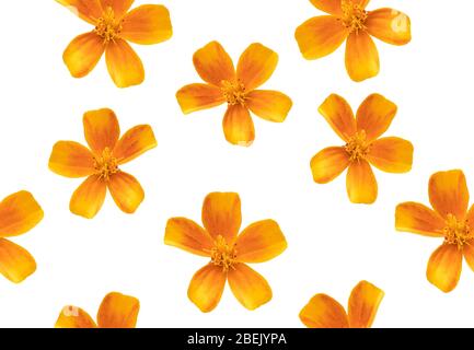 Seamless marigold flower texture background. Top view pattern Stock Photo