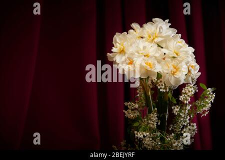 Daffodils and spirea Bridal veil/bush display in vase with dark , burgundy/wine coloured background.  Studio set up and lighting with copy space Stock Photo