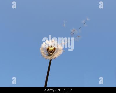 Dandelion Clocks Stock Photo