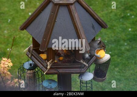 Squirrel in garden eating a macaron Stock Photo