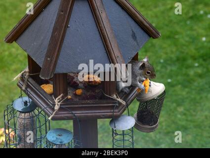 Squirrel in garden eating a macaron Stock Photo