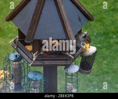 Squirrel in garden eating a macaron Stock Photo