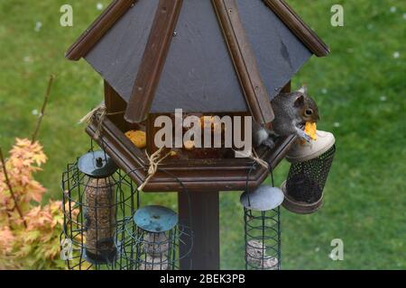 Squirrel in garden eating a macaron Stock Photo