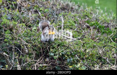 Squirrel in garden eating a macaron Stock Photo