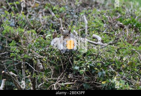 Squirrel in garden eating a macaron Stock Photo