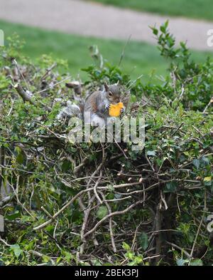 Squirrel in garden eating a macaron Stock Photo