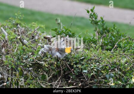 Squirrel in garden eating a macaron Stock Photo