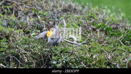 Squirrel in garden eating a macaron Stock Photo