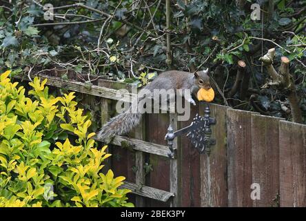 Squirrel in garden eating a macaron Stock Photo