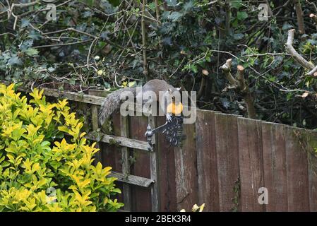 Squirrel in garden eating a macaron Stock Photo