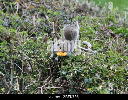 Squirrel in garden eating a macaron Stock Photo