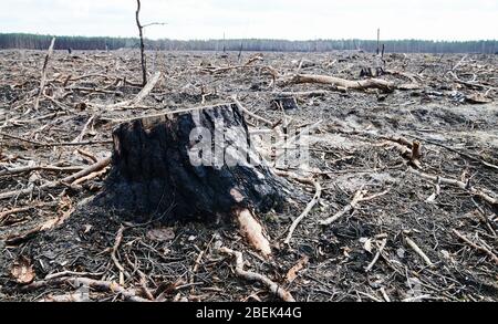 04 April 2020, Brandenburg, Märtensmühle: A sawn-off tree stump rises from the forest floor in Nuthe-Nieplitz between Märtensmühle and Hennickendorf. Here, large areas of forest were burnt down in 2019. Today, reforestation is slowly taking place again. Photo: Annette Riedl/dpa-Zentralbild/ZB Stock Photo