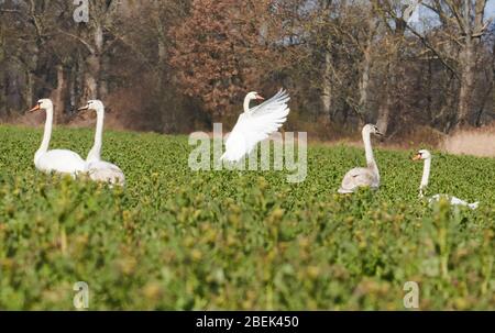 04 April 2020, Brandenburg, Märtensmühle: Many swans use the fields near Trebbin and gather there. Photo: Annette Riedl/dpa-Zentralbild/ZB Stock Photo