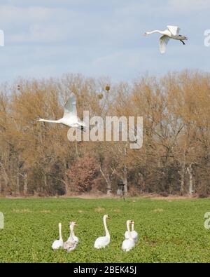 04 April 2020, Brandenburg, Märtensmühle: Many swans use the fields near Trebbin and gather there. Photo: Annette Riedl/dpa-Zentralbild/ZB Stock Photo