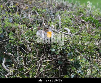 Squirrel in garden eating a macaron Stock Photo