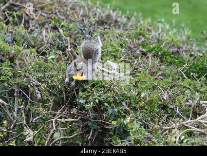 Squirrel in garden eating a macaron Stock Photo