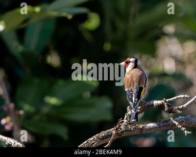Goldfinch (carduelis carduelis) perched on cherry tree branch in Spring 2020. Stock Photo