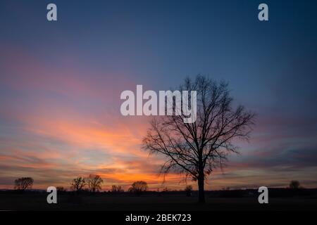 Silhouette of a large tree without leaves on the background of colorful clouds after sunset on a blue sky Stock Photo