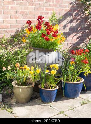 Wallflowers (Erysimum cheiri) variety Persian Carpet growing in containers, England, UK Stock Photo