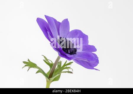 Closeup image of a blue Anemone coronaria De Caen 'Mr Fokker' flower against a white background Stock Photo