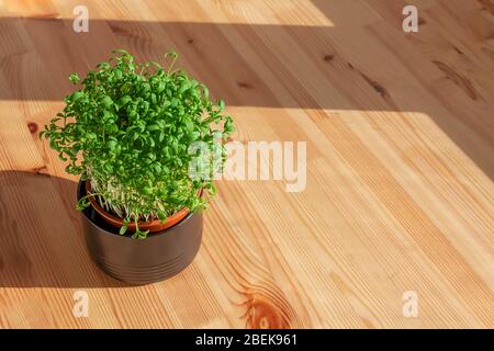 Microgreens sprouts in pot. Home plant and fresh herbs. Vegan and healthy eating and green living concept. Organic food. Greenery on wooden background Stock Photo