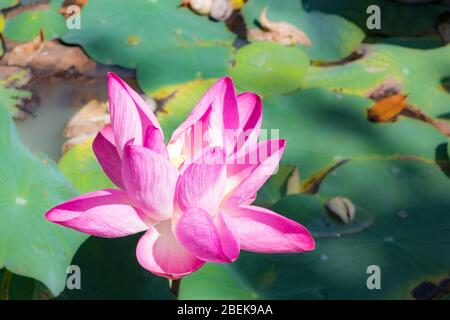 Pink water lily at Ho Quoc Temple, Phu Quoc. Stock Photo