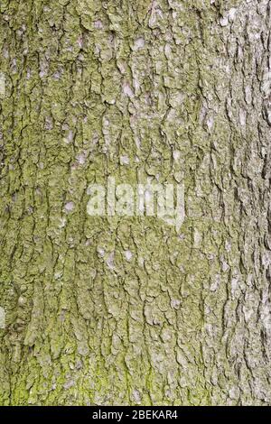 Moss on spruce tree bark texture. Surface of the old tree trunk. Stock Photo