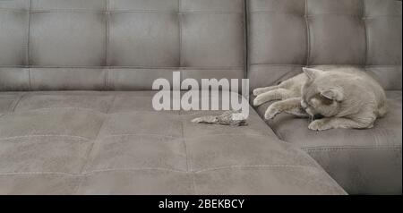 A gray British Shorthair cat lies on a sofa and plays with a toy mouse indoors. Pets, entertainment, games, health. Stock Photo