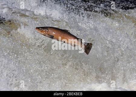 ATLANTIC SALMON (Salmo salar) leaping a weir on migration, Scotland, UK. Stock Photo