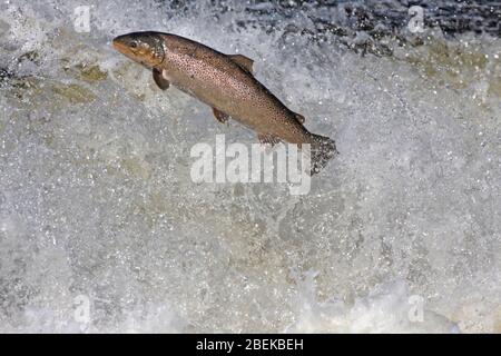 SEA TROUT (Salmo trutta) leaping a weir on migration, Selkirkshire, Scotland, UK. Stock Photo