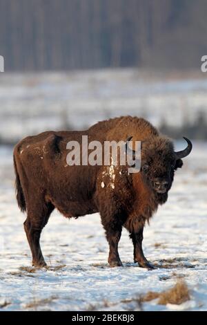 EUROPEAN BISON (Bison bonasus) in snow covered field, Poland. Stock Photo