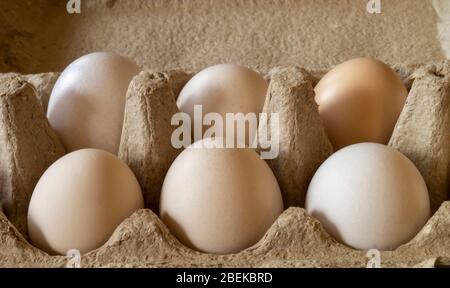 The Chicken egg in sulphur to packing from paperboard. Fresh products of the feeding on gray background Stock Photo
