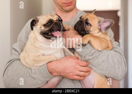 Man holding his pets pug dog and french bulldog. Dogs and owner, pets, togetherness, friendship concept. Stock Photo