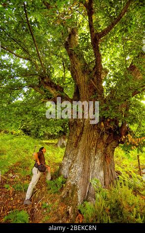 Italy Calabria Natural Regional Park Le Serre - Bosco Archiforo Stock Photo