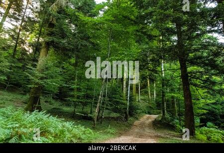 Italy Calabria Natural Regional Park Le Serre - Bosco Archiforo Stock Photo