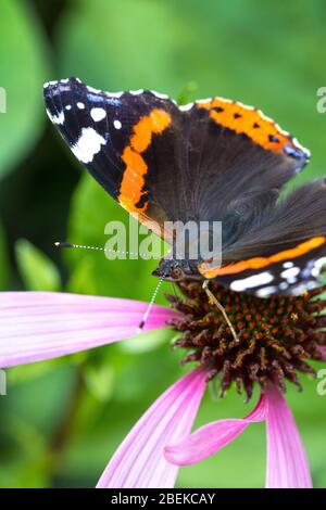 Macro spring red admiral orange and black butterfly in nature Stock Photo